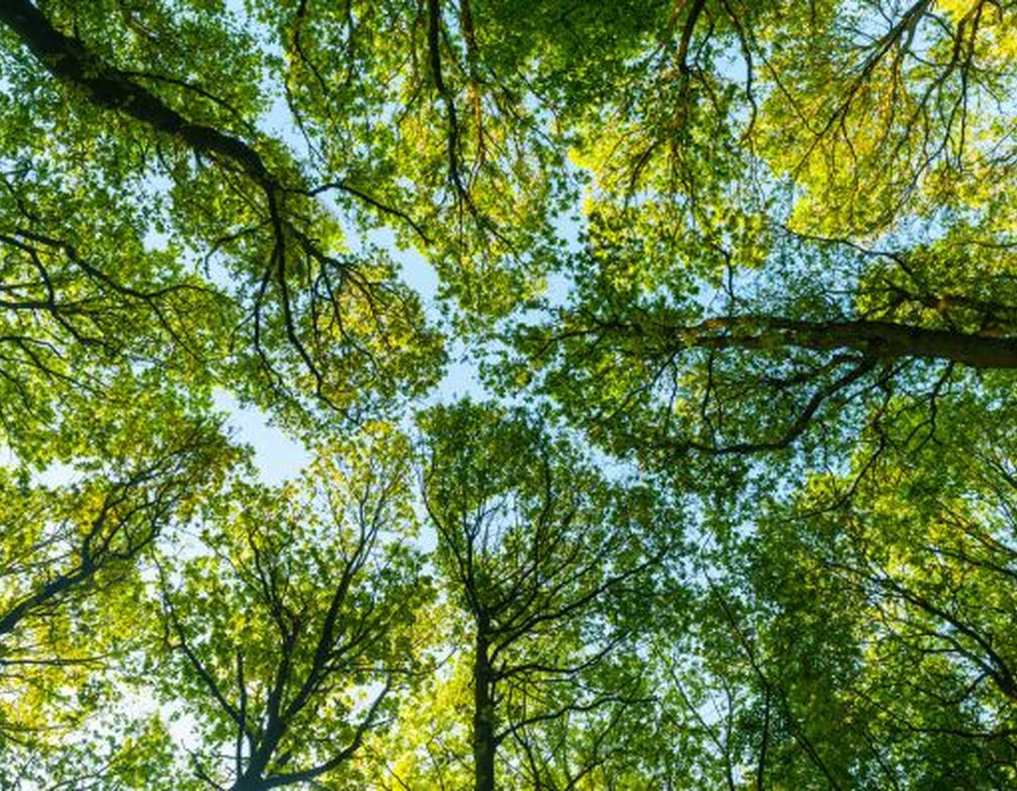 Photo of trees