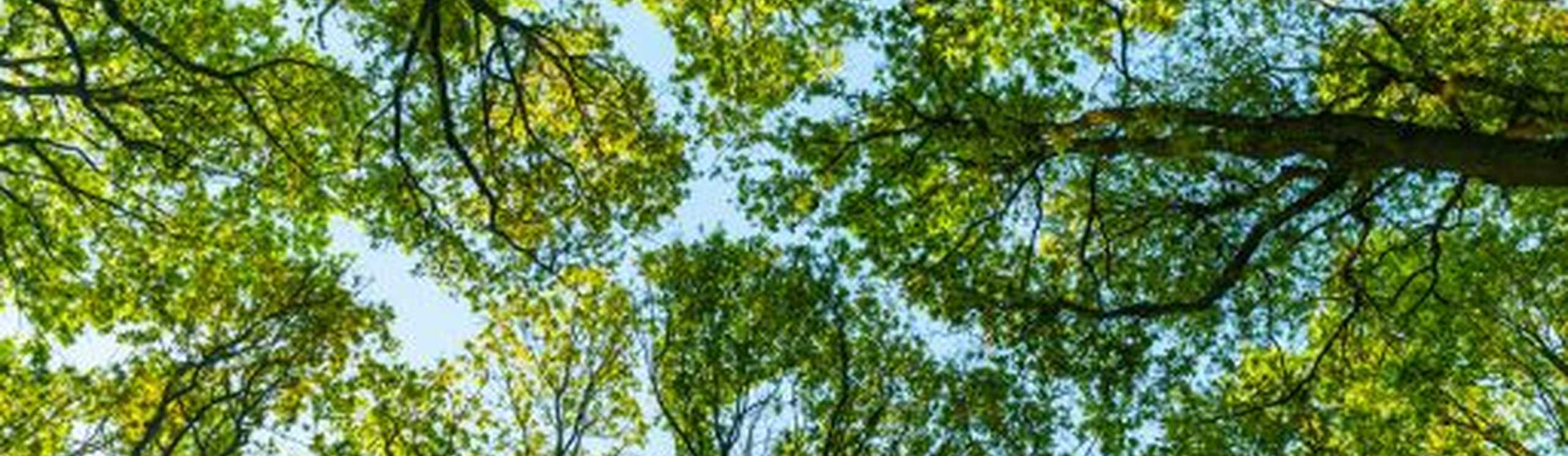 Photo of trees