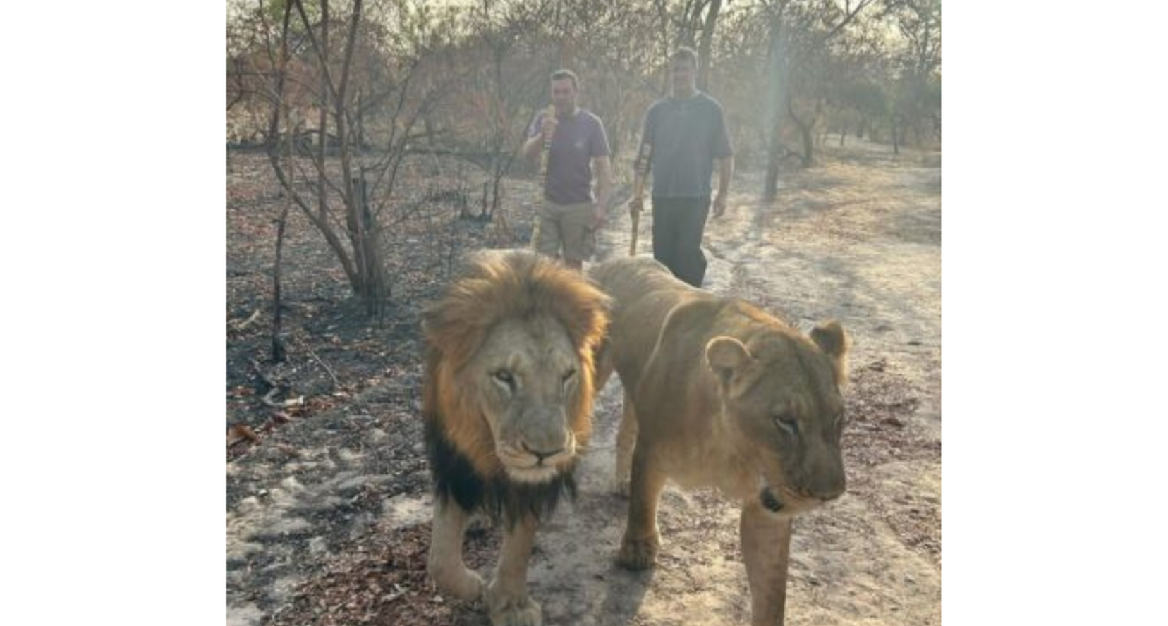 Bikers Lions Photo