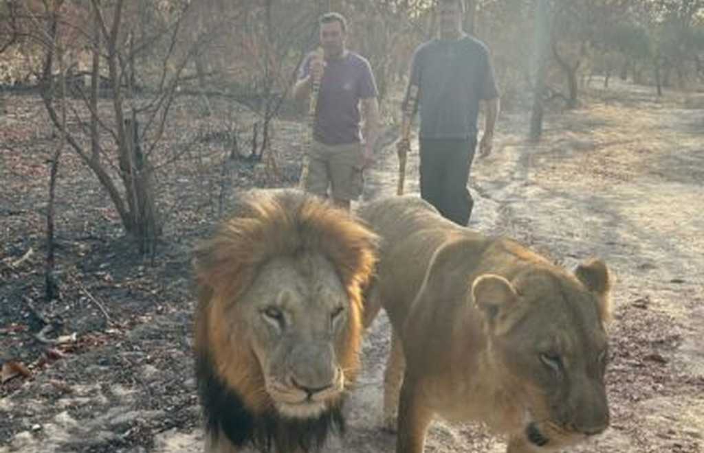 Bikers lion photo